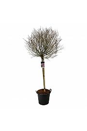 Syringa meyeri Palibin C55 Lit. Na steblu 120 cm extra