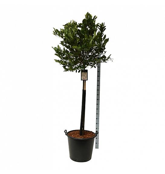 Magnolia stellata Rosea C55 Lit. Na steblu 120 cm extra