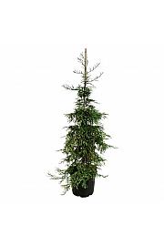 Sequoia sempervirens Silver Ghost C55 Lit. 175-200 cm extra