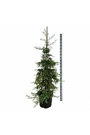Sequoia sempervirens Silver Ghost C55 Lit. 175-200 cm extra