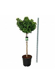Ginkgo biloba Mariken C55 Lit. Na steblu 120 cm extra