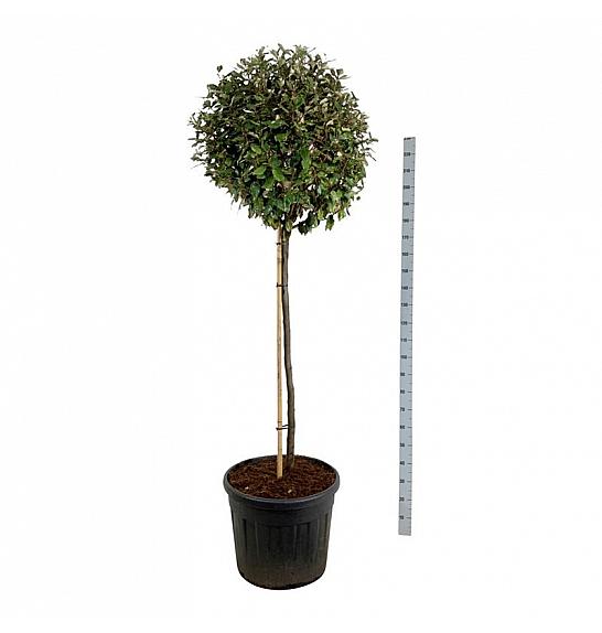 Elaeagnus ebbingei Compacta C90 Lit. Na steblu 120 cm extra