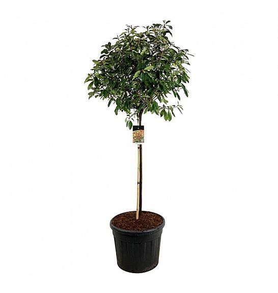 Photinia fraseri Red Robin C90 Lit. extra Na stabljici 120 cm