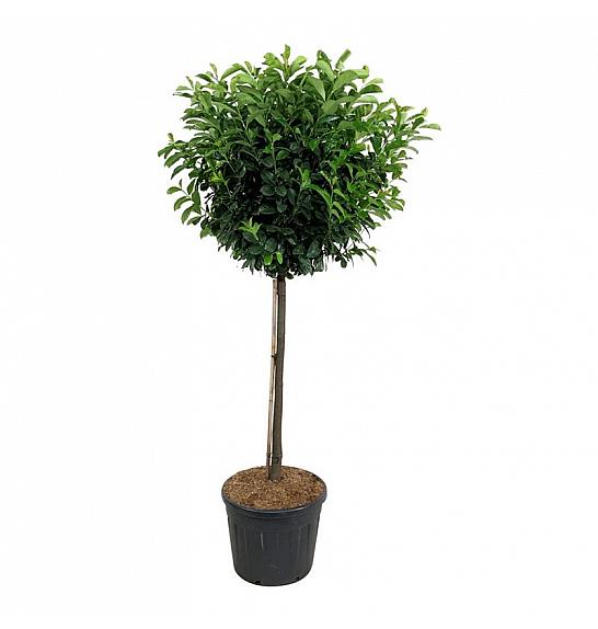Prunus laurocerasus Etna C90 Lit. Na steblu 120 cm extra