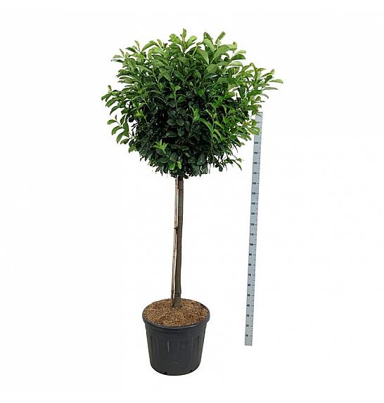 Prunus laurocerasus Etna C90 Lit. Na steblu 120 cm extra