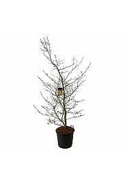 Parrotia persica C55 Lit. 175-200 cm ekstra