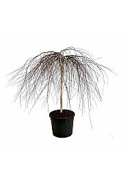 Betula pendula Youngii C90 Lit. extra Na stabljici 120 cm