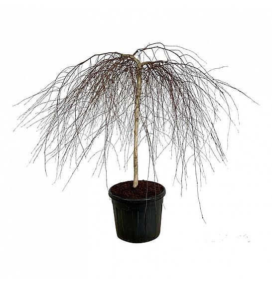 Betula pendula Youngii C90 Lit. extra Na stabljici 120 cm