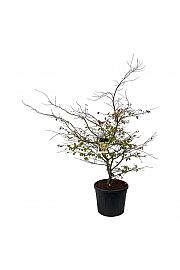 Parrotia persica C90 Lit. 200-225 cm ekstra