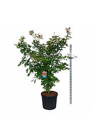 Acer pseudosieboldianum North Wind ® C90 Lit. 200-225 cm extra