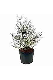 Magnolia stellata C130 Lit. 125-150 cm samac