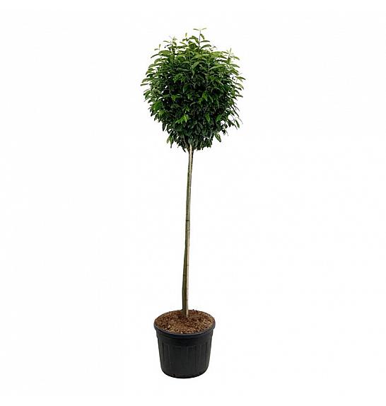 Prunus laurocerasus Genolia ® C130 Lit. Na steblu 180 cm extra