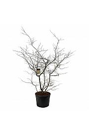 Parrotia persica C130 Lit. 200-225 cm ekstra