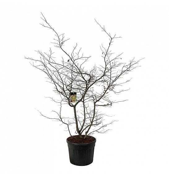Parrotia persica C130 Lit. 200-225 cm ekstra