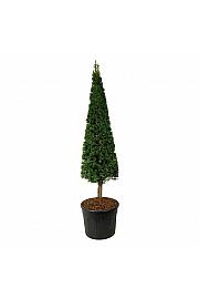 Taxus baccata C110 Lit. 200-225 cm Piramida na stabljici