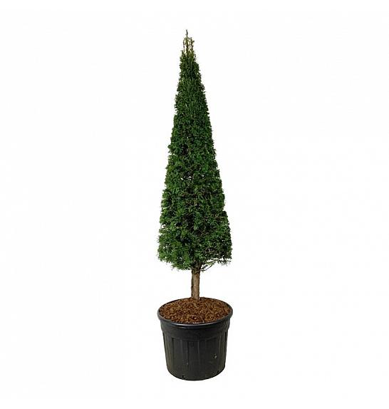 Taxus baccata C110 Lit. 200-225 cm; Piramida na steblu 20 cm