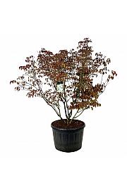 Cornus kousa Milky Way C230 Lit. 175-200 cm pojedinačna