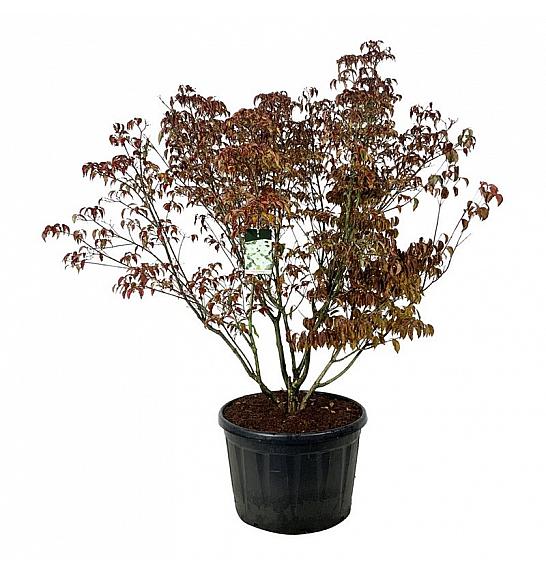 Cornus kousa Milky Way C230 Lit. 175-200 cm pojedinačna