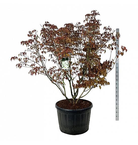 Cornus kousa Milky Way C230 Lit. 175-200 cm; Soliter