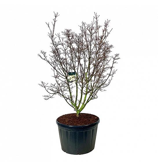 Cornus kousa Schmetterling C230 Lit. 175-200 cm pojedinačna