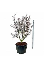 Cornus kousa Schmetterling C230 Lit. 175-200 cm; Soliter