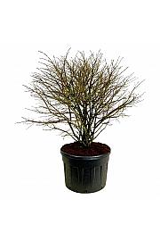 Euonymus alatus C230 Lit. 150-175 cm samac