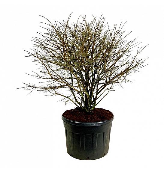 Euonymus alatus C230 Lit. 150-175 cm samac