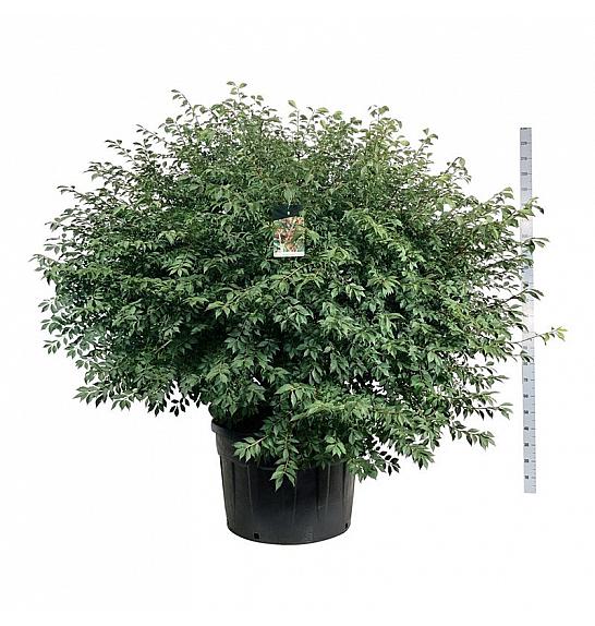 Euonymus alatus C230 Lit. 150-175 cm; Soliter