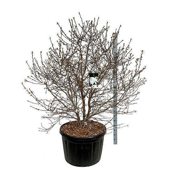 Magnolia stellata C230 Lit. 175-200 cm; Soliter