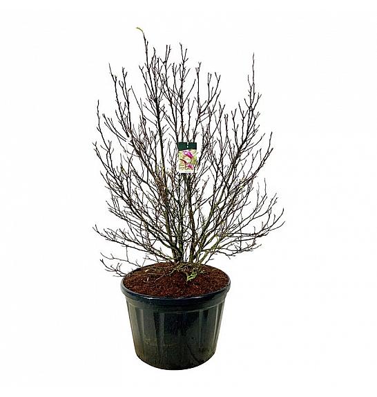 Magnolia Susan C230 Lit. 175-200 cm; Soliter