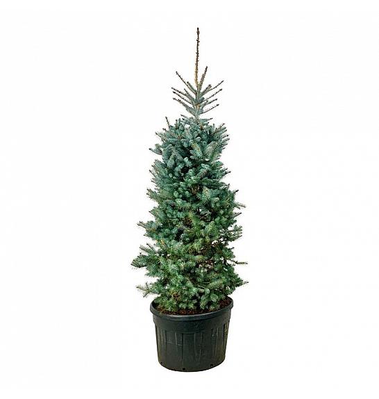 Picea pungens Edith C230 Lit. 225-250 cm; Soliter