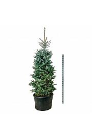 Picea pungens Edith C230 Lit. 225-250 cm; Soliter