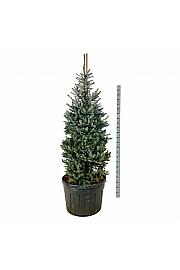 Picea pungens Erich Frahm C180 Lit. 175-200 cm; Soliter