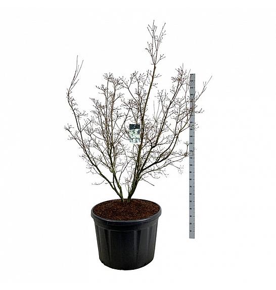 Cornus kousa China Girl C230 Lit. 200-225 cm; Soliter