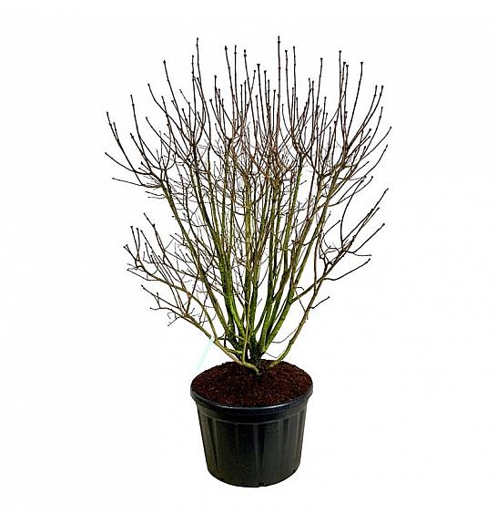 Syringa vulgaris Andenken an Ludwig Späth C230 Lit. 175-200 cm; Soliter