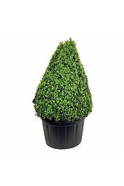 Buxus sempervirens C285 Lit. 125-150 cm Piramida