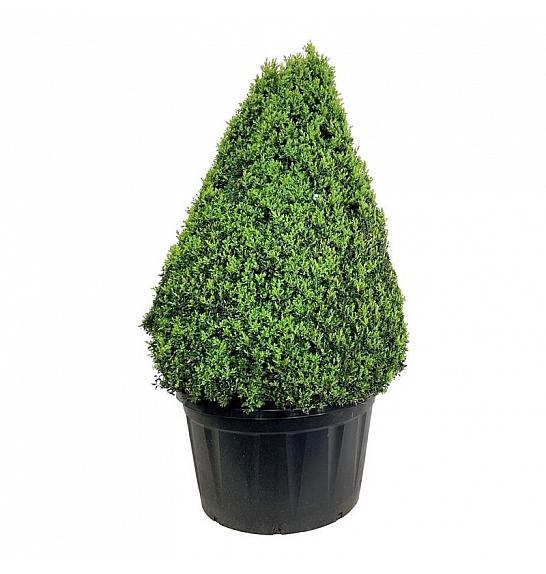 Buxus sempervirens C285 Lit. 125-150 cm Piramida