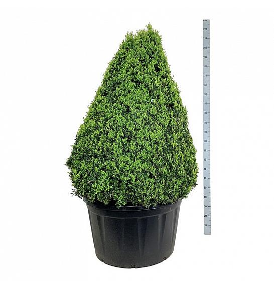 Buxus sempervirens C285 Lit. 125-150 cm; Piramida