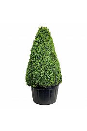 Buxus sempervirens C285 Lit. 150-175 cm Piramida