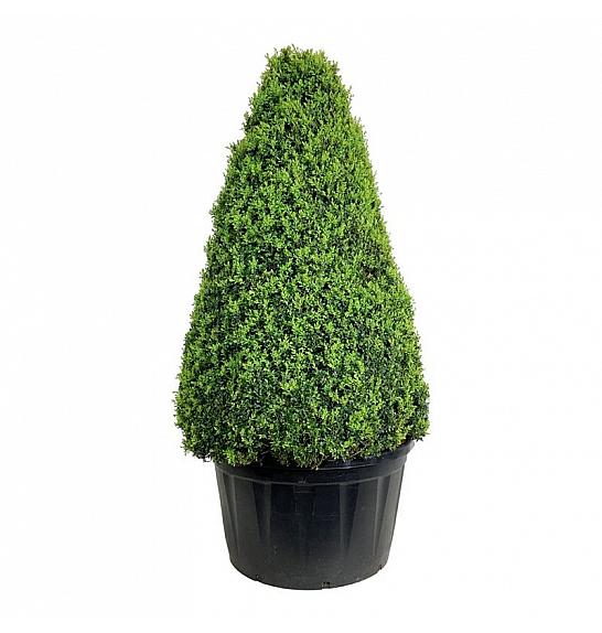 Buxus sempervirens C285 Lit. 150-175 cm Piramida