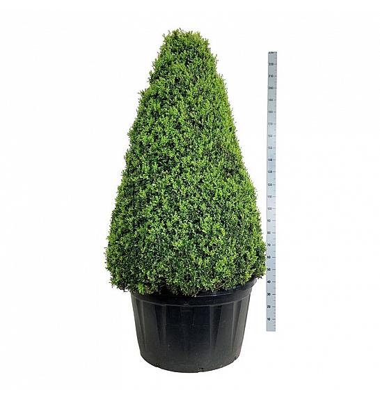 Buxus sempervirens C285 Lit. 150-175 cm; Piramida