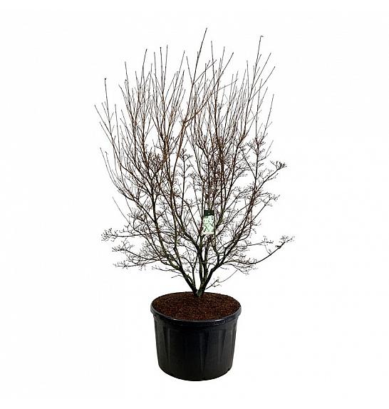 Cornus kousa Milky Way C285 Lit. 225-250 cm pojedinačna