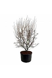 Cornus kousa Milky Way C285 Lit. 225-250 cm; Soliter