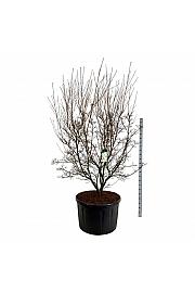 Cornus kousa Milky Way C285 Lit. 225-250 cm; Soliter