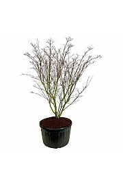 Cornus kousa Weisse Fontaine C285 Lit. 225-250 cm pojedinačna