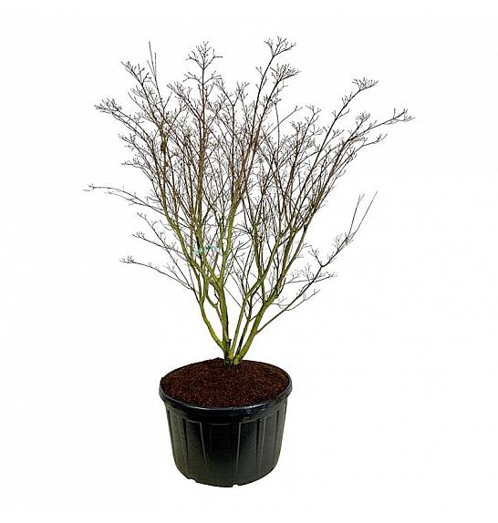 Cornus kousa Weisse Fontaine C285 Lit. 225-250 cm pojedinačna
