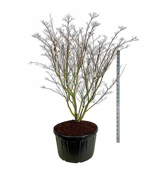 Cornus kousa Weisse Fontaine C285 Lit. 225-250 cm; Soliter