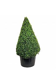 Buxus sempervirens C285 Lit. 175-200 cm Piramida