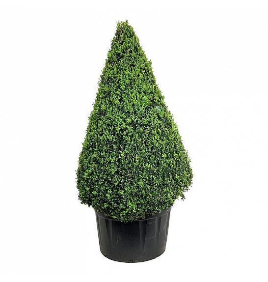 Buxus sempervirens C285 Lit. 175-200 cm Piramida