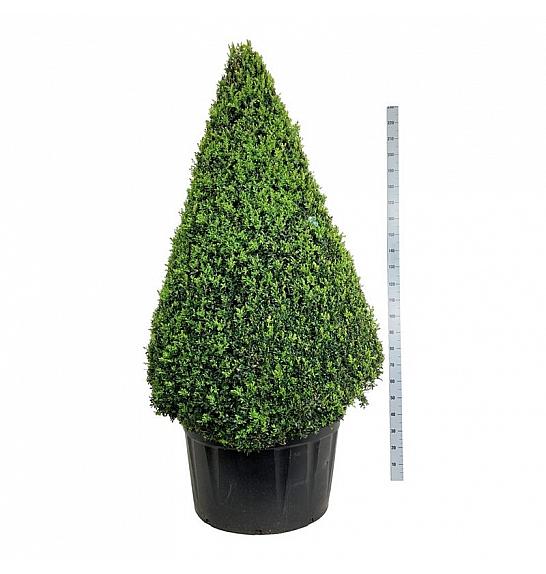 Buxus sempervirens C285 Lit. 175-200 cm; Piramida